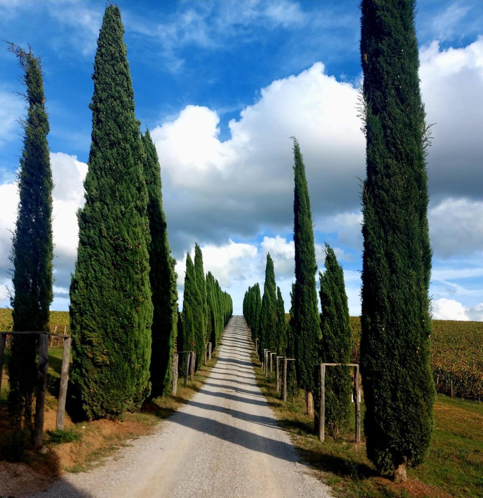 House With A View In Tuscany Villa San Gusme Exterior foto